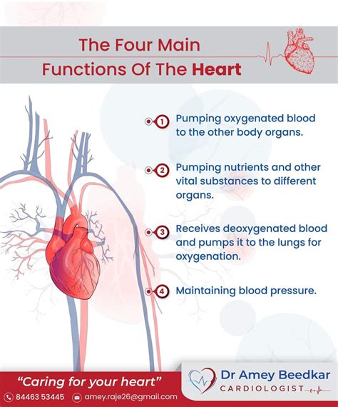 Parts Of The Heart And Functions