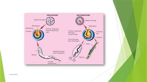 2-difference between protostomia and deutrostomia - YouTube