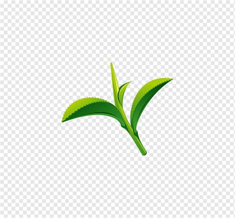 Green tea Leaf Logo, green tea, leaf, tea Vector, tea png | PNGWing