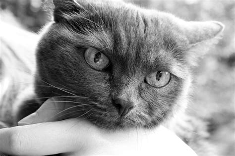 Free picture: monochrome, gray cat, cute, portrait, pet, animal, eye, kitten, fur