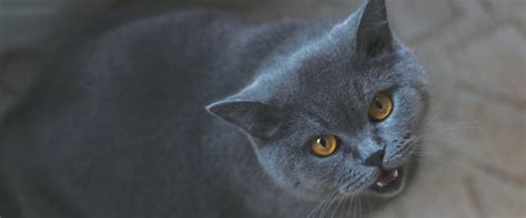 Why is my Cat Yowling at Night? | TrustedHousesitters.com