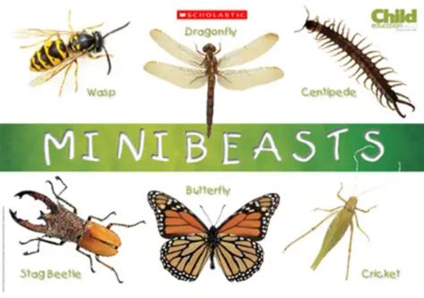 10 Interesting Minibeast Facts | My Interesting Facts