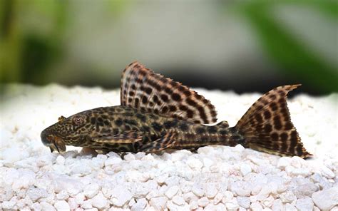 Plecos Types | List of Top 20 Types of Plecos – Fish Laboratory Aquatics