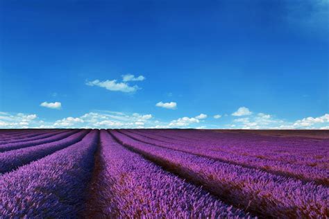 Wallpaper French Lavender Fields