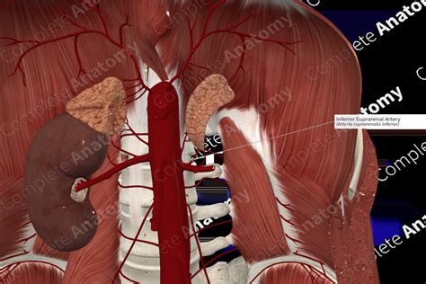 Inferior Suprarenal Artery | Complete Anatomy