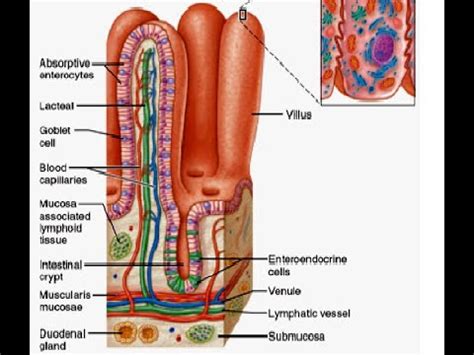 Digestion in small intestine due to Succus Entericus/An. Nutrition by JJS Sir (for NTSE, NEET ...