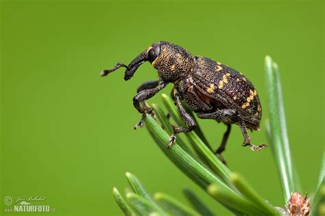 Large Pine Weevil Photos, Large Pine Weevil Images, Nature Wildlife ...