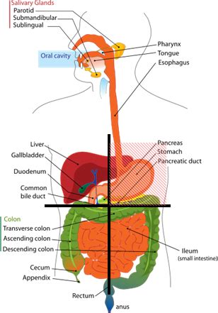 Abdominal Pain, Picture of Abdominal Quadrants with Organs | Healthhype.com