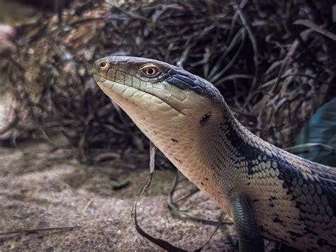 Blue-Tongued Skink Lizard · Free Stock Photo