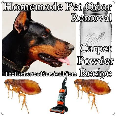 Homemade Pet Odor Removal Carpet Powder Recipe - The Homestead Survival