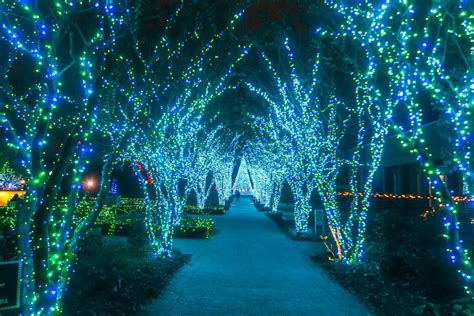 Atlanta botanical garden lights | Lousiana