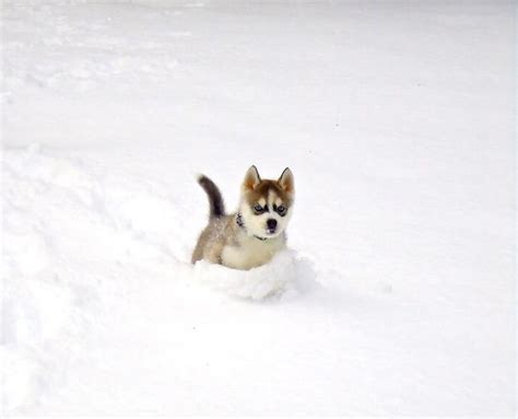 Husky Pup Playing In The Snow For The First Time | Bored Panda