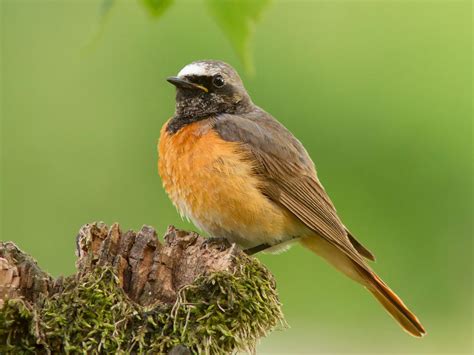 Nightingale Bird Facts (Luscinia megarhynchos) | Birdfact