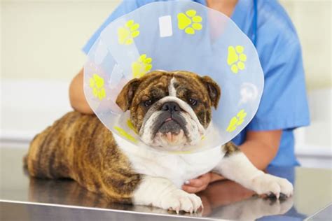 Dog Knee Surgery: Types, Costs, Recovery | Danbury Vet