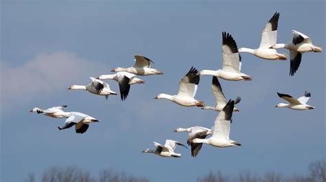 Dear bird watchers, these are the best places to see migratory birds this winter | travel ...