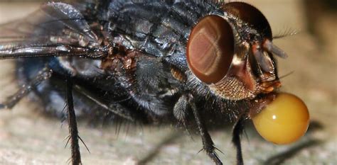 Curious Kids: Why do flies vomit on their food?