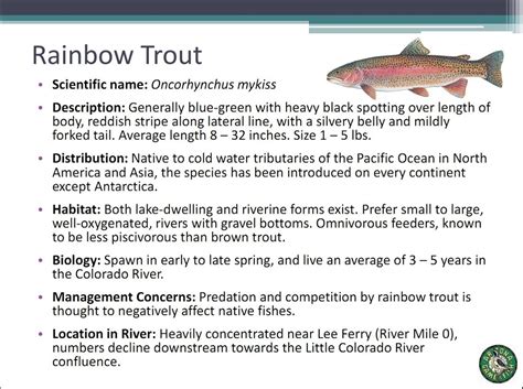 File:Rainbow Trout.jpg - Glen Canyon Dam AMP