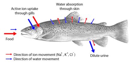 Homeostasis in Animals | Importance, Processes & Examples - Video ...