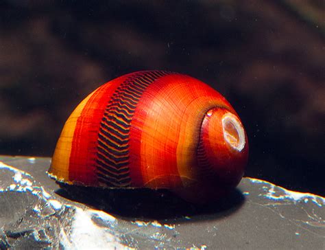 Red Racer Nerite Snail Vittina waigiensis for sale at azgardens.com