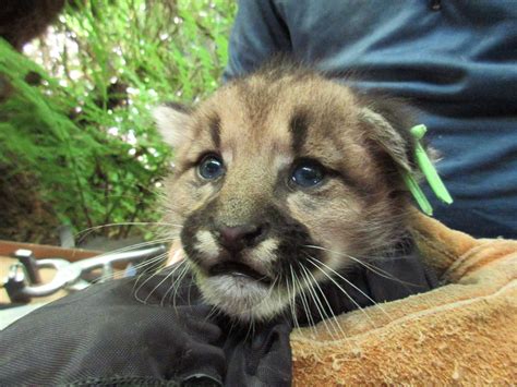 Three new puma kittens take on the world! : Santa Cruz Pumas