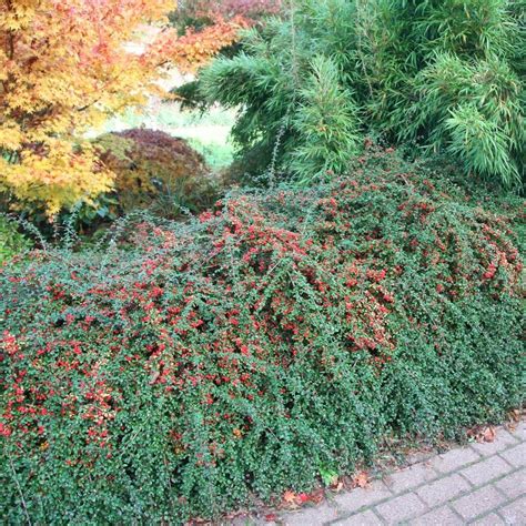 Buy coral beauty cotoneaster Cotoneaster × suecicus 'Coral Beauty': Delivery by Waitrose Garden