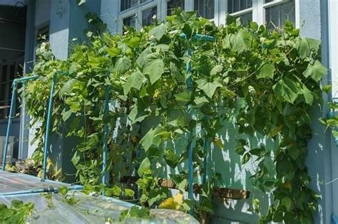 Aquaponics Grow Bed: A Beginner's Guide - Aquapnics FAQ