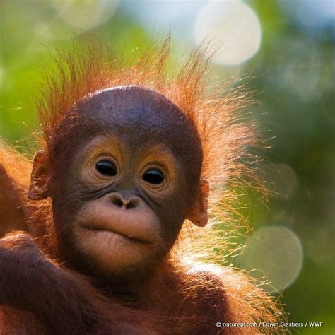 Primates, Mammals, Baby Animals, Cute Animals, Great Ape, Young Animal, Sarawak, Animal Heads ...