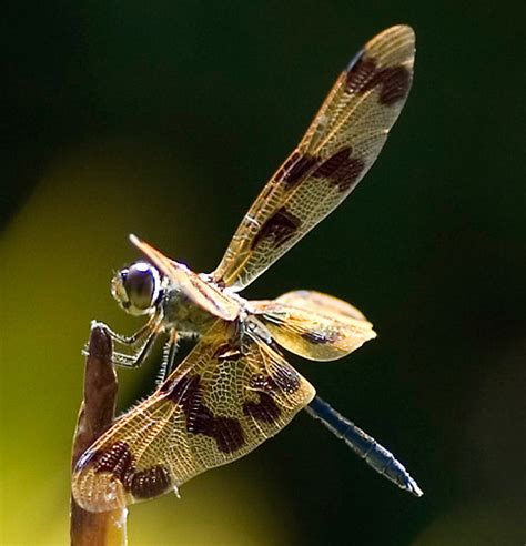 Dragonfly Macro Photography