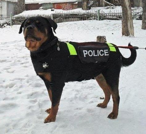 Rottweiler Police Dog | Perros, Cachorros, Mascotas