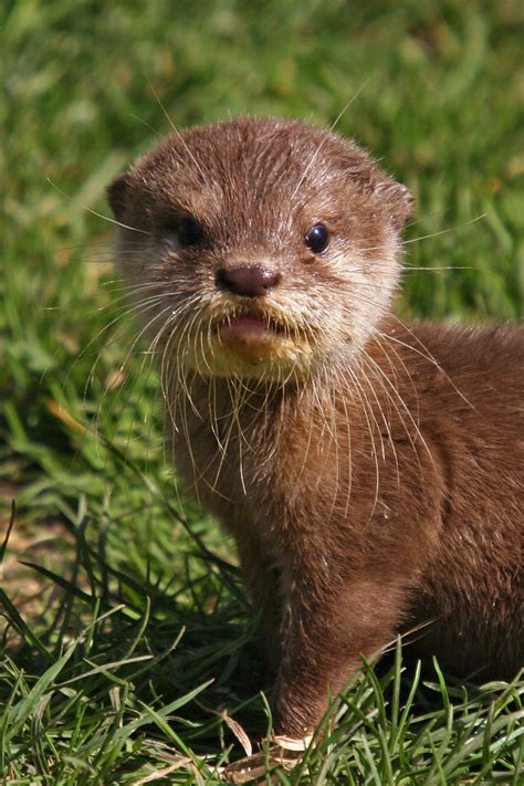 And there's a little pouch on an otter's body where it can keep its ...