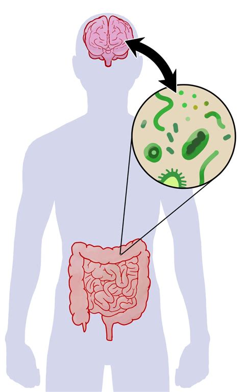 Probiotics Gut-Brain Axis and Psychiatry - Pharmacist Michael