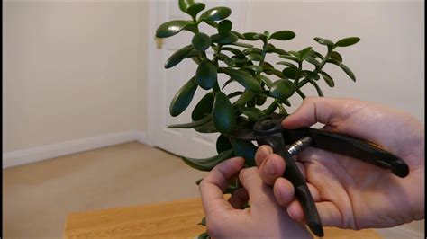 Jade Plant (Pruning To Reduce Size And Encourage Branching) - YouTube