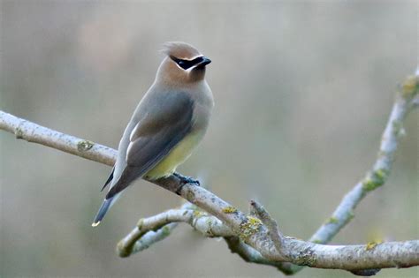 bohemianwaxwing | Blue Mountain Audubon Society