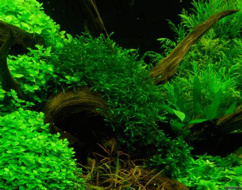 Fontinalis antipyretica - Flowgrow Aquatic Plant Database