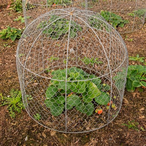 cage over vegetable plant #homepestcontrolhouse | Garden pest control ...