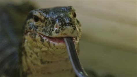 Close Portrait Monitor Lizard Tongue Flicking Stock Footage Video (100% Royalty-free) 1068750995 ...