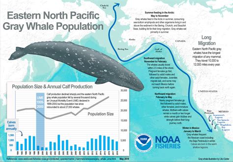 There and back again: Uncovering the mysteries of gray whale migration – oceanbites