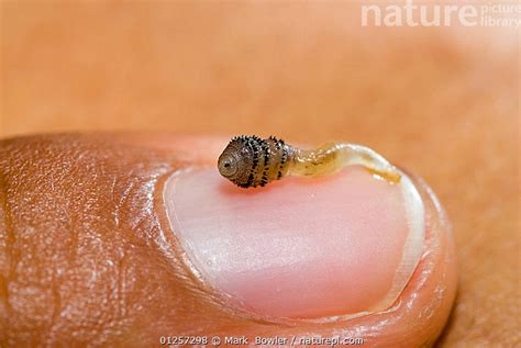 Nature Picture Library - Human botfly larvae (Dermatobia hominis) recently removed from a person ...