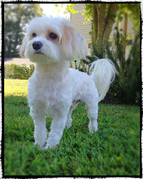 Review Of Maltese Poodle Hair Cuts Ideas. Web the maltipoo miami cut is ...