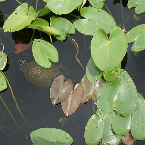 The Florida Everglades National Park | Anhinga Trail