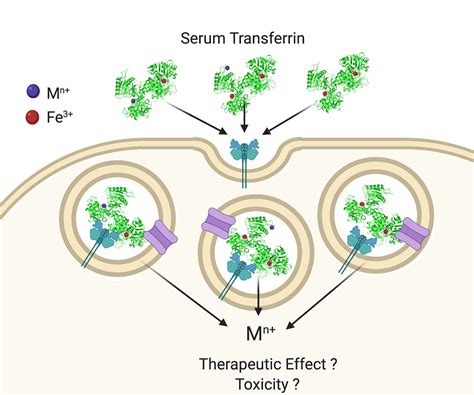 Exploring Serum Transferrin Regulation of Nonferric Metal Therapeutic Function and Toxicity[v1 ...