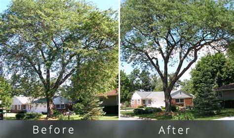 New Tree Trimming Cost Guide 2020 | ( 6 Examples... + Pictures) | Tree ...