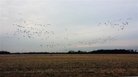 Canada goose Migration headed back north in January.. - YouTube