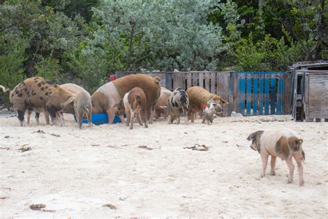 Exuma Pigs Tour from Nassau & Miami, Swimming with Pigs in Bahamas