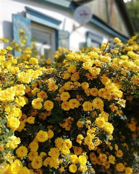 11 Stunning Yellow Flowering Bushes & Shrubs (low maintenance ...