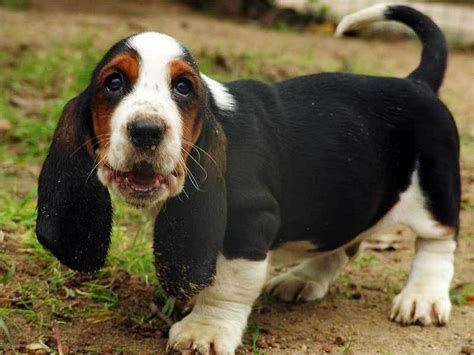 Basset Hound - Hound Dogs Photo (15363087) - Fanpop