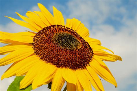 Sunflower 4K Canvas Poster, Wall Canvas, Wall Art, Nature Wallpaper ...