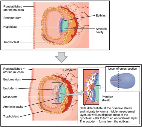 Embryonic Development · Anatomy and Physiology