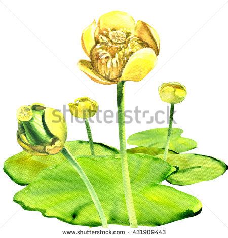 Nuphar lutea clipart 20 free Cliparts | Download images on Clipground 2023