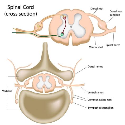 Lumbar Sympathetic Block - Delaware Valley Pain & Spine InstituteChalfont Pain Management ...